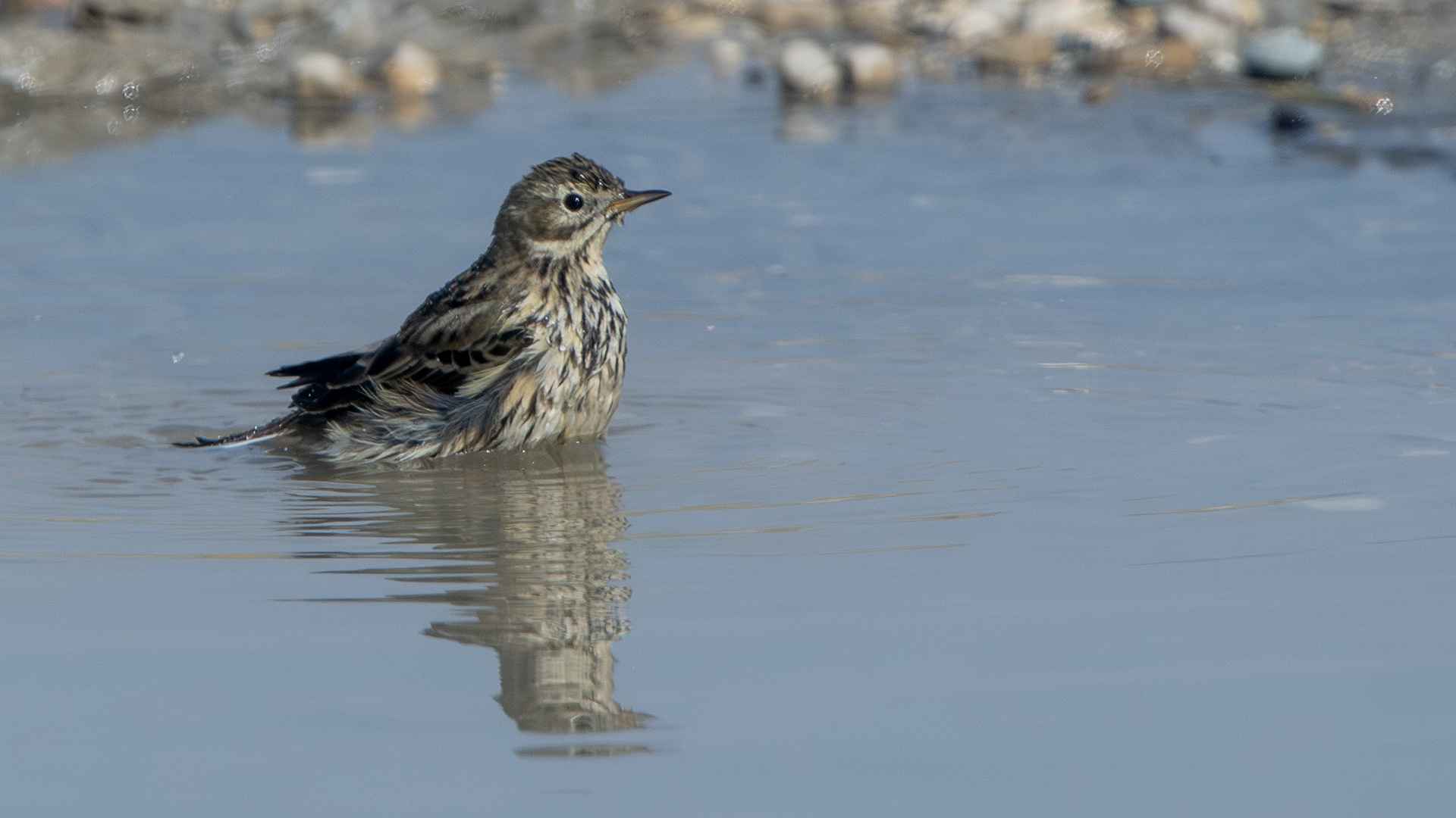 Meadow Pipit